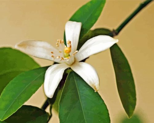 Lemon Blossoms Flower paint by numbers