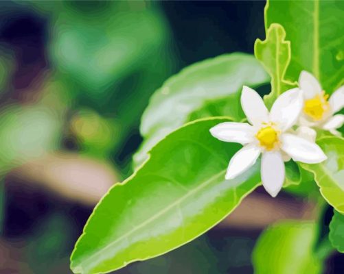 Lemon Blossoms paint by numbers