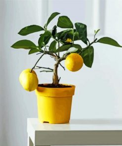 Lemon Tree In Pot paint by numbers