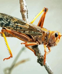 Locust paint by number