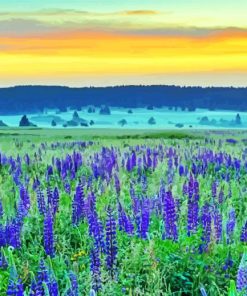 Lupines Field Nature paint by numbers