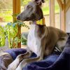 Adorable Lurcher On Sofa paint by numbers