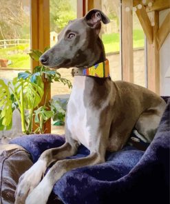 Adorable Lurcher On Sofa paint by numbers