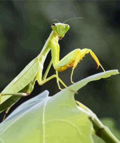 Green Mantis On Leaf paint by numbers