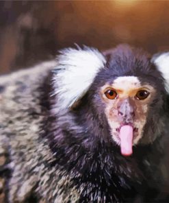 Funny Marmoset Animal paint by numbers