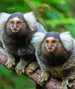 Marmosets Animals On A Branch paint by numbers