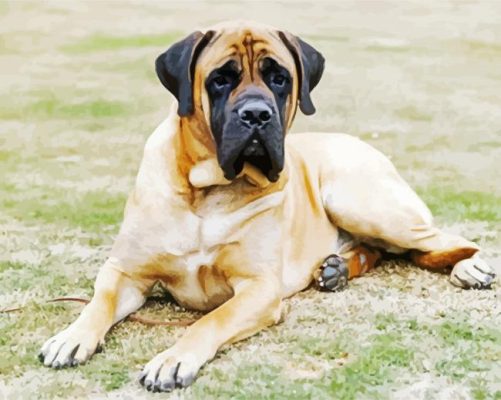 English Mastiff Dog paint by numbers