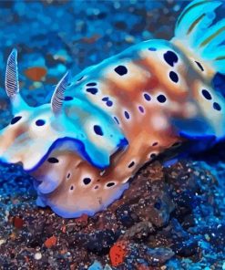 Nudibranch Animal paint by numbers