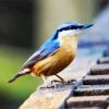 Blue Nuthatch Bird paint by numbers