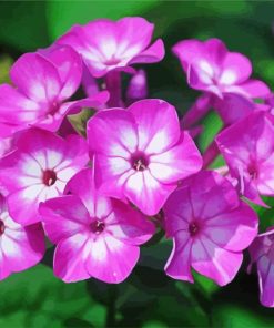 Phlox Flowers Blossom paint by numbers