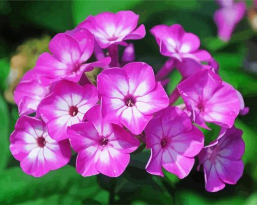 Phlox Flowers Blossom paint by numbers