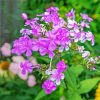 Pink Phlox Flowering paint by numbers