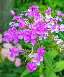 Pink Phlox Flowering paint by numbers