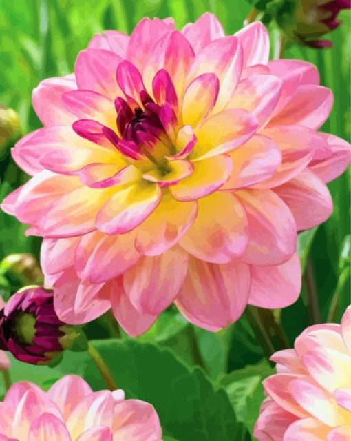 Pink Yellow Dahlia Flowers paint by numbers