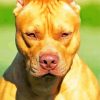 Pitbull Dog Animal paint by numbers