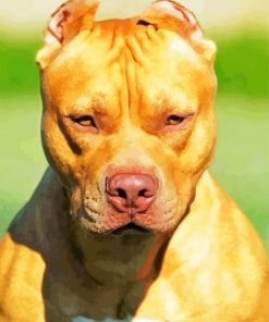 Pitbull Dog Animal paint by numbers