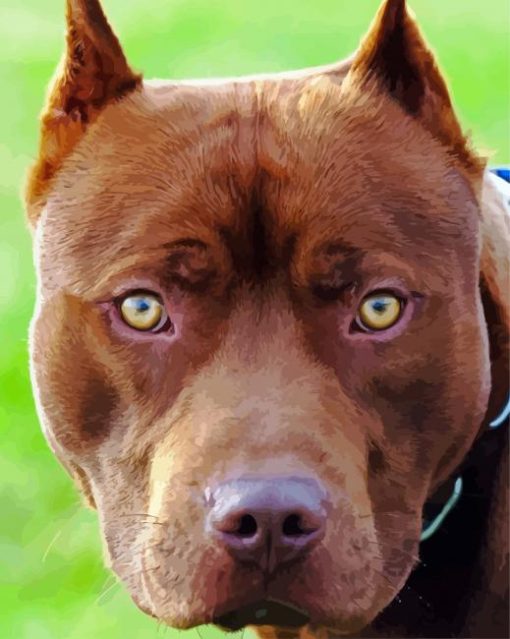 Pitbull Head Dog paint by numbers