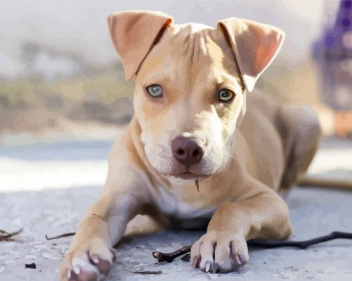 Adorable Pitbull Puppy paint by numbers
