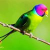 Plum Headed Parakeet Bird paint by numbers