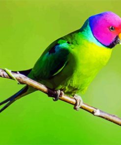 Plum Headed Parakeet Bird paint by numbers