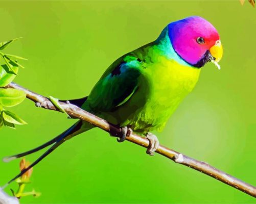 Plum Headed Parakeet Bird paint by numbers