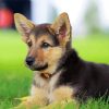 German Shepherds Puppy paint by numbers