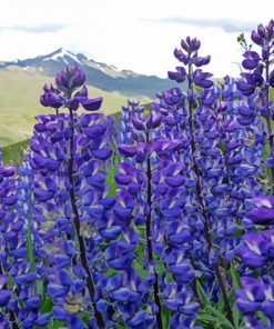 Purple Lupines Field Nature paint by numbers