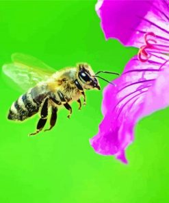 Purple Flower With Bee paint by numbers