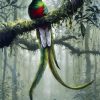 Long Tailed Quetzal Art paint by numbers