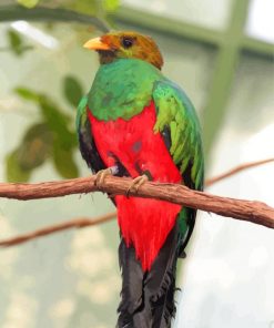 Resplendent Quetzal paint by numbers