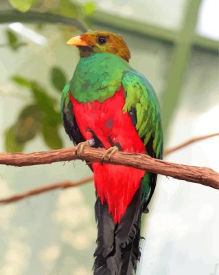 Resplendent Quetzal paint by numbers