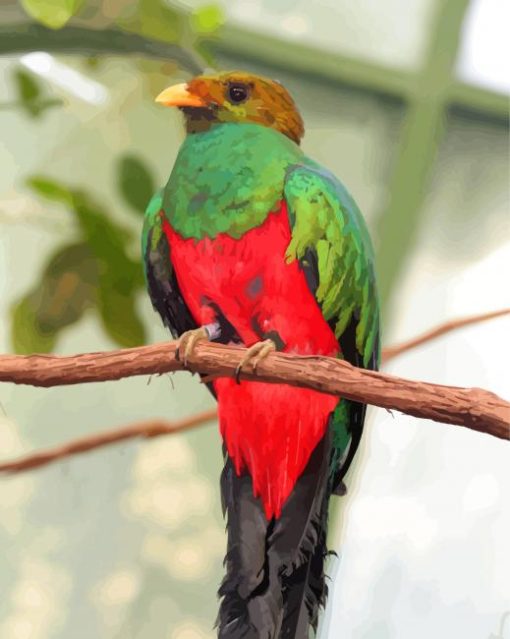 Resplendent Quetzal paint by numbers