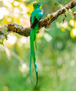 Resplendent Quetzal Bird Back paint by numbers