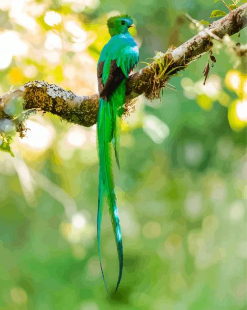 Resplendent Quetzal Bird Back paint by numbers