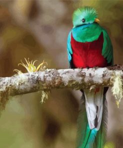 Cute Resplendent Quetzal On A Branch paint by numbers