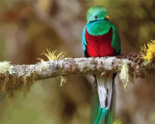 Cute Resplendent Quetzal On A Branch paint by numbers