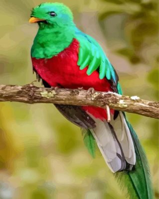 Cute Resplendent Quetzal paint by numbers