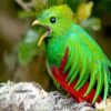 Resplendent Quetzal Chirping paint by numbers