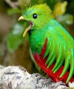 Resplendent Quetzal Chirping paint by numbers