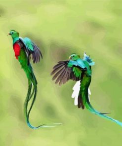 Resplendent Quetzal Birds Flying paint by numbers