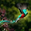 Resplendent Quetzal Flying paint by numbers