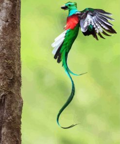 Quetzal Long Tailed Flying paint by numbers