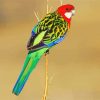 Rainbow Eastern Rosella paint by numbers