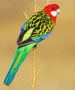 Rainbow Eastern Rosella paint by numbers