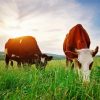 Real Cows Eating Grass paint by numbers