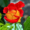 Red Yellow Floribunda paint by numbers