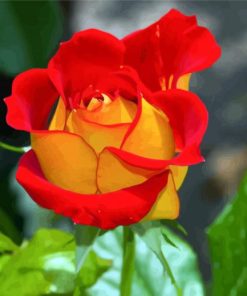 Red Yellow Floribunda paint by numbers