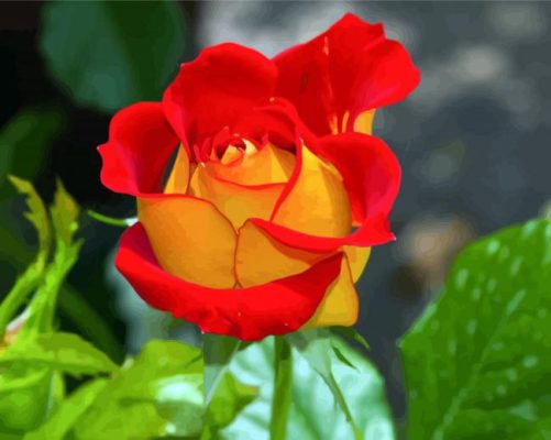 Red Yellow Floribunda paint by numbers