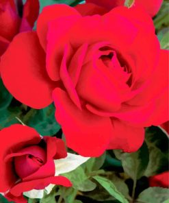 Wonderful Red Floribunda paint by numbers