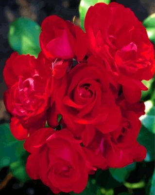Red Floribunda Roses paint by numbers
